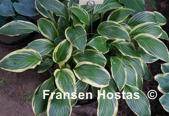 Hosta Harpoon